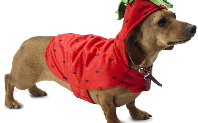 animals, dressed, dachshund, 1920x1200, tan, costume, dog, 1080P