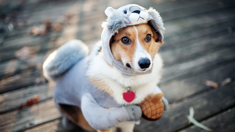 animals, white, suit, squirrel, coat, 1080P, puppy, blue, hoodie, brown, 1920x1080, dressed, dog