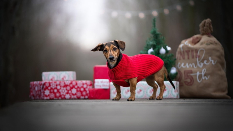 whiskers, small, full length, christmas day, canine, people, looking at camera, snout, domestic animals, dog, dress, christmas present, pets, communication