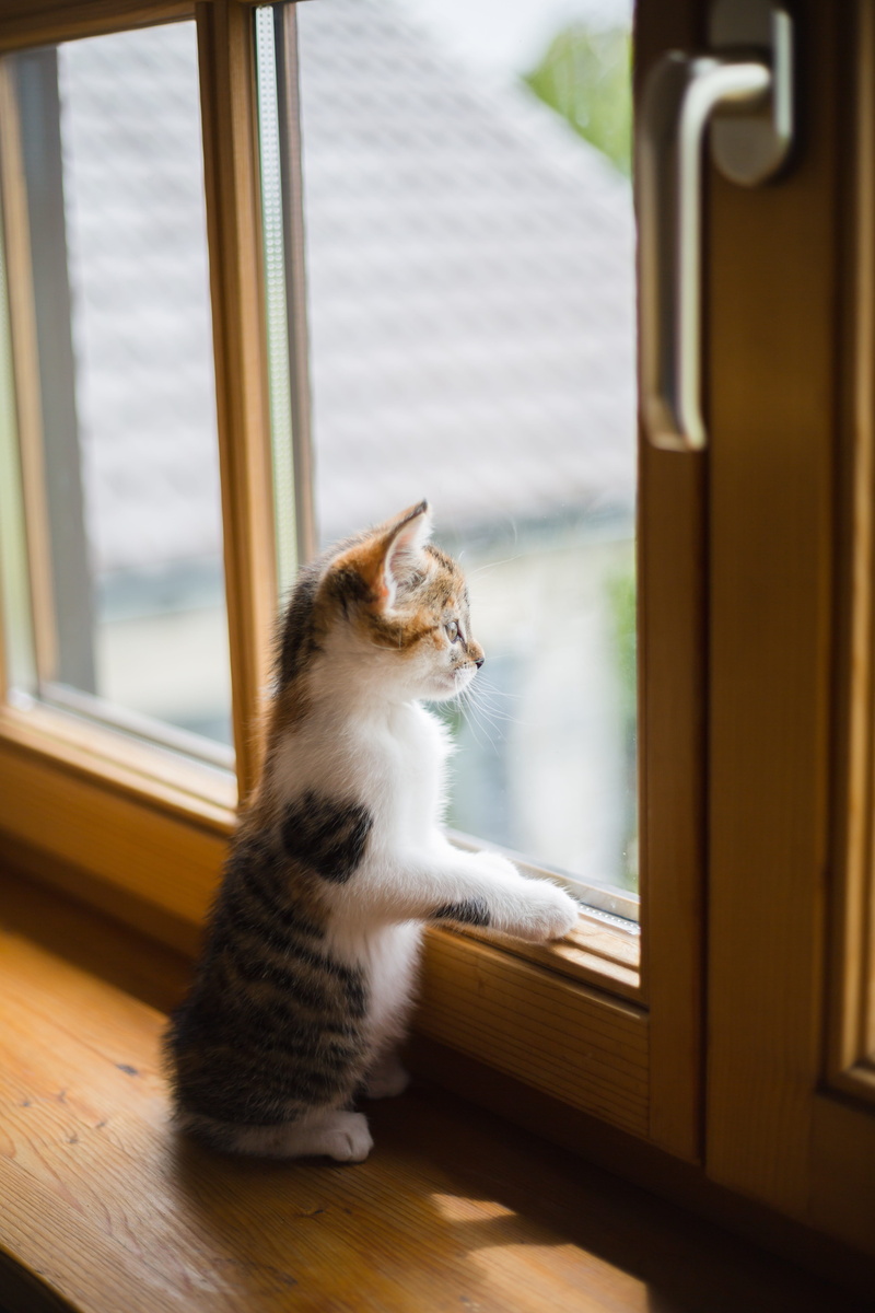 Sad, glass - material, home interior, animal themes, Window, kitten, Scratch, looking, wooden windows, no people, domestic cat, window frame, glass, door