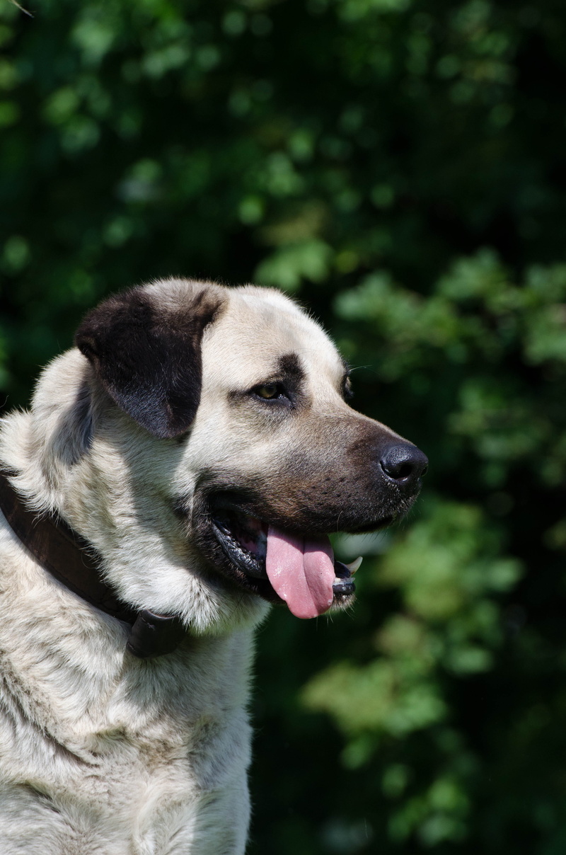sticking out tongue, one animal, outdoors, purebred dog, vertebrate, close-up, panting, 4K, animal themes, animal body part, Kangal, animal, focus on foreground