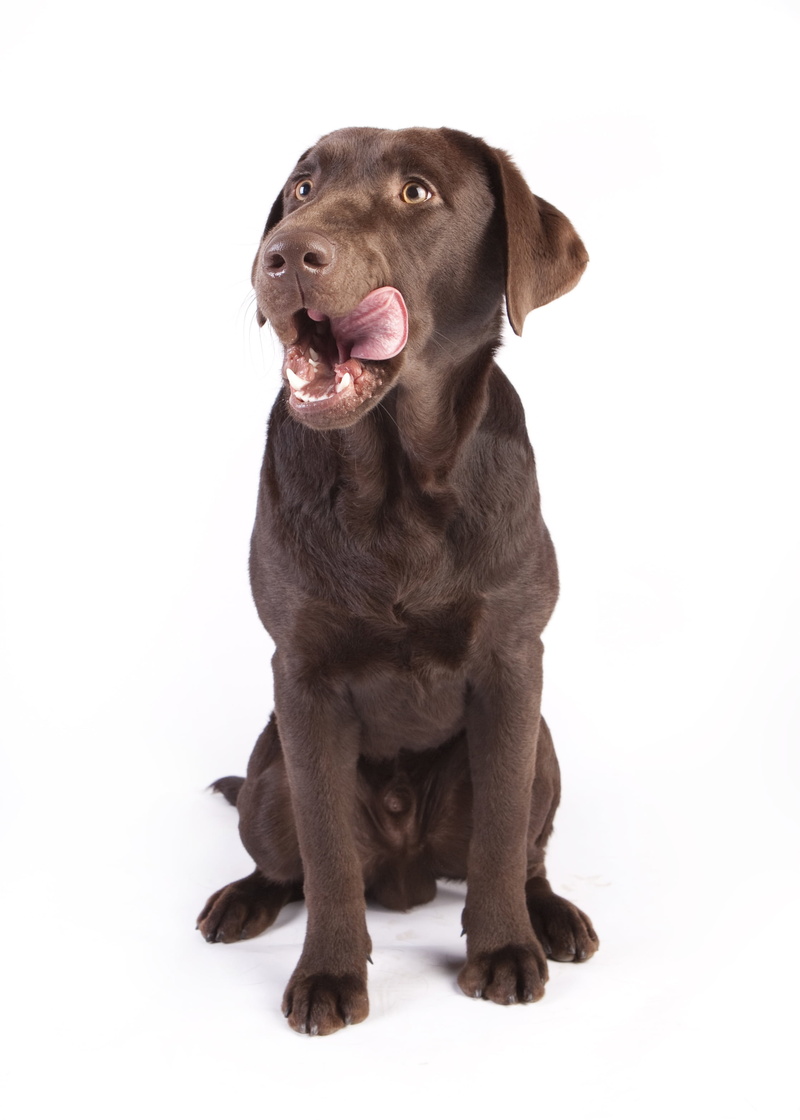 full length, background, sitting, white, domestic, brown, one animal, food, animal, front view, vertebrate, portrait, cut out, dog, no people, reward, mammal
