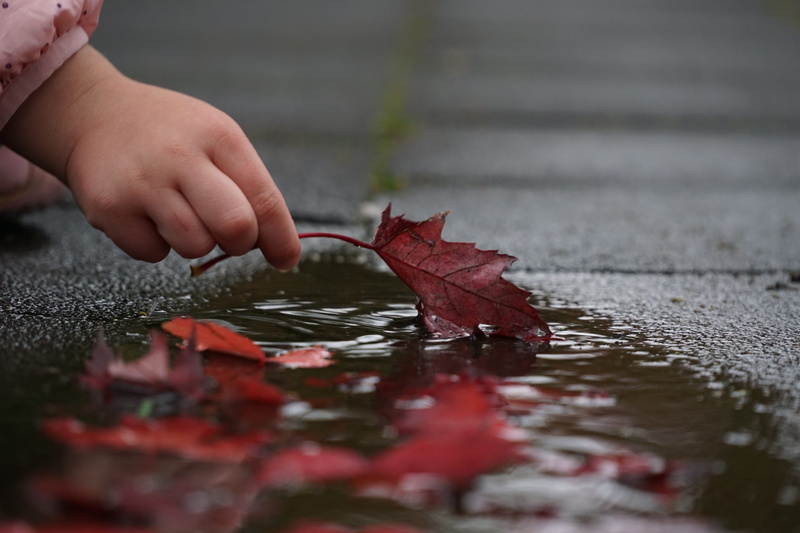 maple leaf, leaf, leaves, plant part, nature, water, holding, s, maple, wet, detention, autumn, day, human hand, human body part, body part, close-up, toddler
