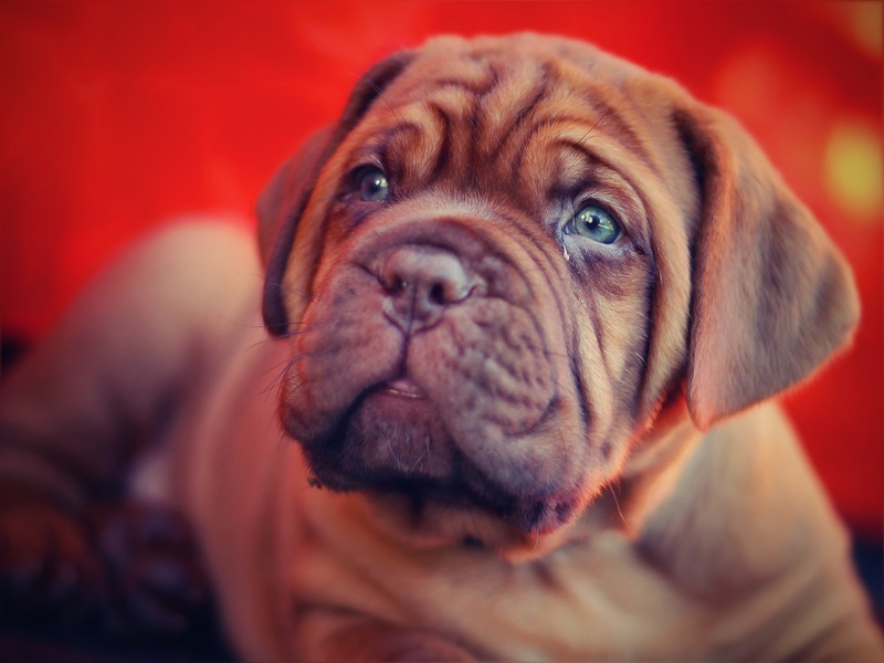 focus on foreground, brown, indoors, looking at camera, big dog, animal themes, one animal, 1080P, pug, close-up, animal body part, animal head, mastiff