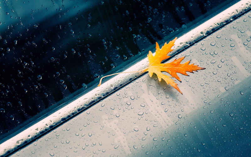 Autumn, Macro, Drops, 1080P, Rain, Leaves, Yellow, Water