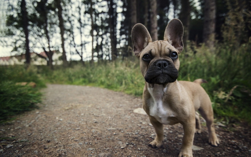 720P, path, puppies, dog, nature, French Bulldog, animals, dirt road