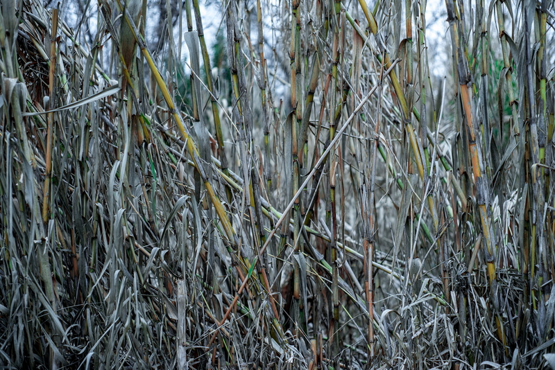 orange, green color, bamboo - plant, day, dry, united states, plant, chutes, texture, growth, green, bamboo, tranquility, outdoors, yellow, land, nature