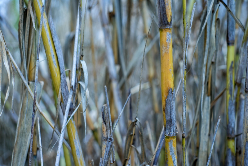 beauty in nature, chutes, selective focus, yellow, winter, cold temperature, tranquility, outdoors, blade of grass, land, no people, 4K, leaves, texture