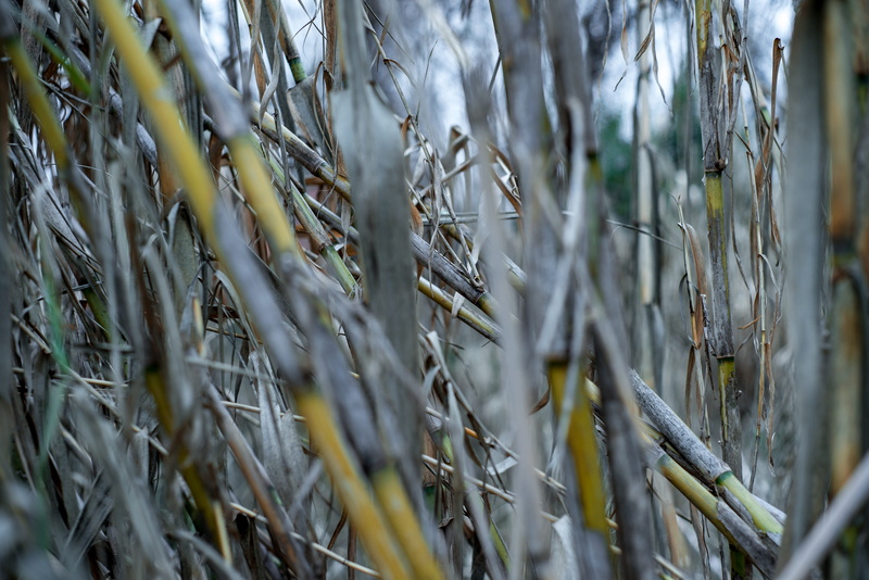 selective focus, agriculture, tuscaloosa, growth, beauty in nature, grass, no people, plant, 4K, dry, day, united states, bamboo, organic, nature