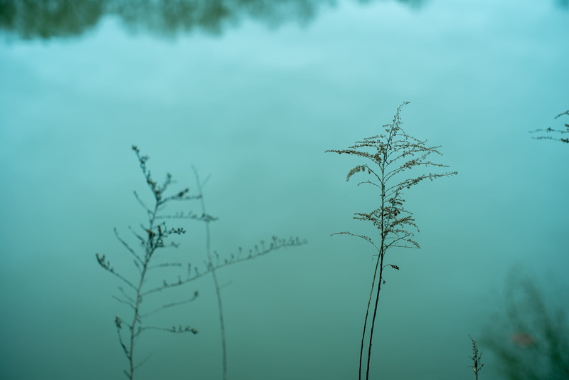 close-up, nature, tranquility, beauty in nature, fog, water, united states, no people, focus on foreground, lake, flower, tuscaloosa, glass