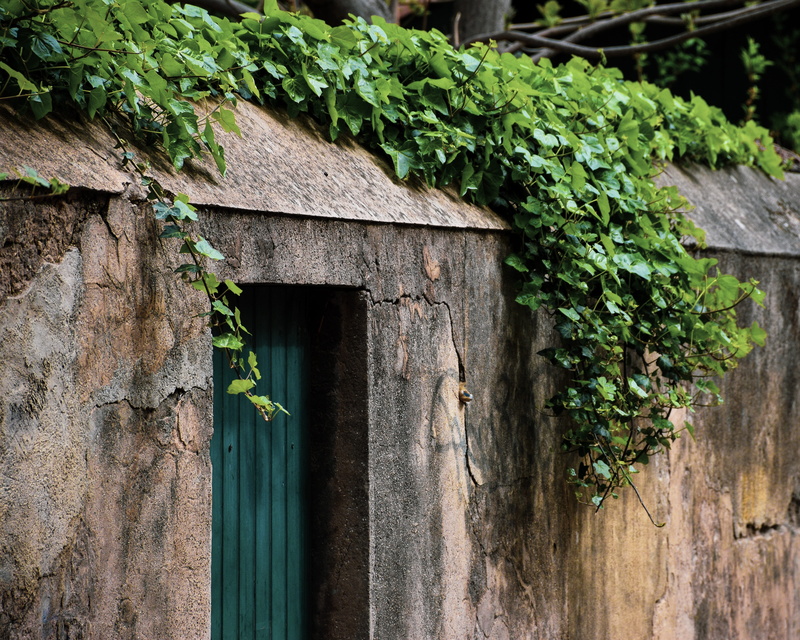 old, urban, exterior, greenery, cement, plant, garden, outdoors, french, leaf, culture, growth, close-up, wall - building feature, no people, architecture