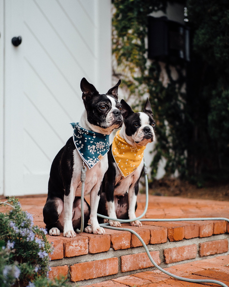building exterior, bulldogs, sitting, one animal, domestic animals, vertebrate, pets, focus on foreground, two, dog, animal, animal themes, built structure