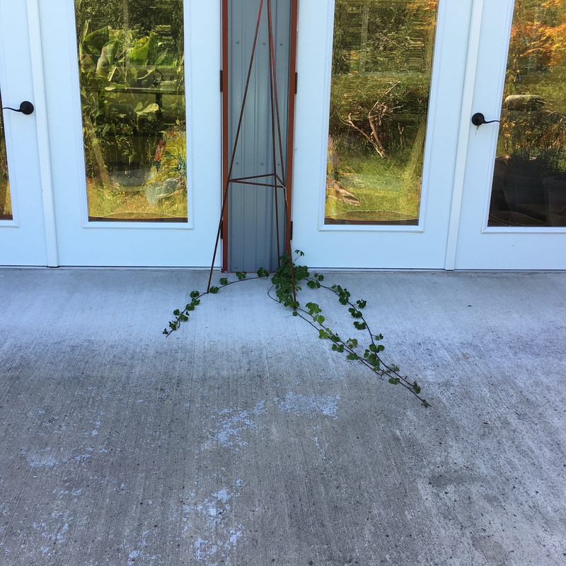 window, garage, indoors, building, green color, plant, wall clock, architecture, nature, no people, door, kitchen, closed, clock, folding door, flooring