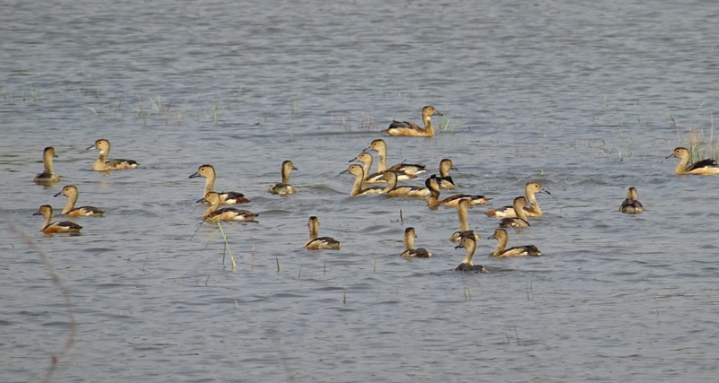 vertebrate, 2K, day, goa, water, outdoors, beauty in nature, no people, waterfront, dendrocygna javanica, group of animals, swimming, animals in the wild