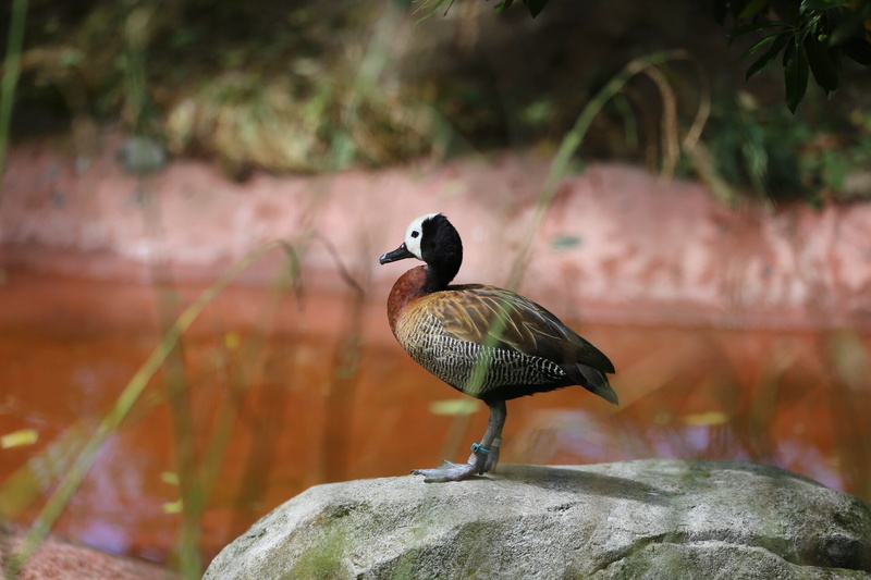 vertebrate, water, day, rock - object, 1080P, nature, no people, duck, poultry, animal, white faced whistling duck, focus on foreground, animal wildlife