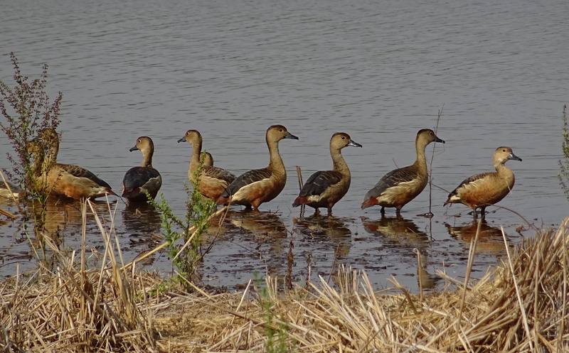 group of animals, dendrocygna javanica, animal wildlife, outdoors, india, beauty in nature, avian, water bird, flock of birds, indian whistling duck, day