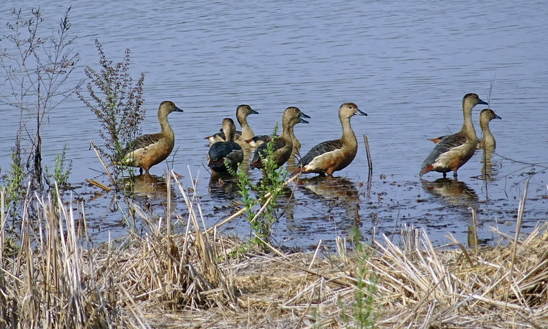 animal themes, animal wildlife, lesser whistling teal, vertebrate, animal, group of animals, india, water bird, beauty in nature, duck, animals in the wild