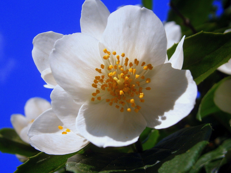 fragrance, white color, flower fullness, leaf, inflorescence, blossoms, freshness, light, outdoors, white, bloom, bright, flora, blossom, botany, philadelphus coronary