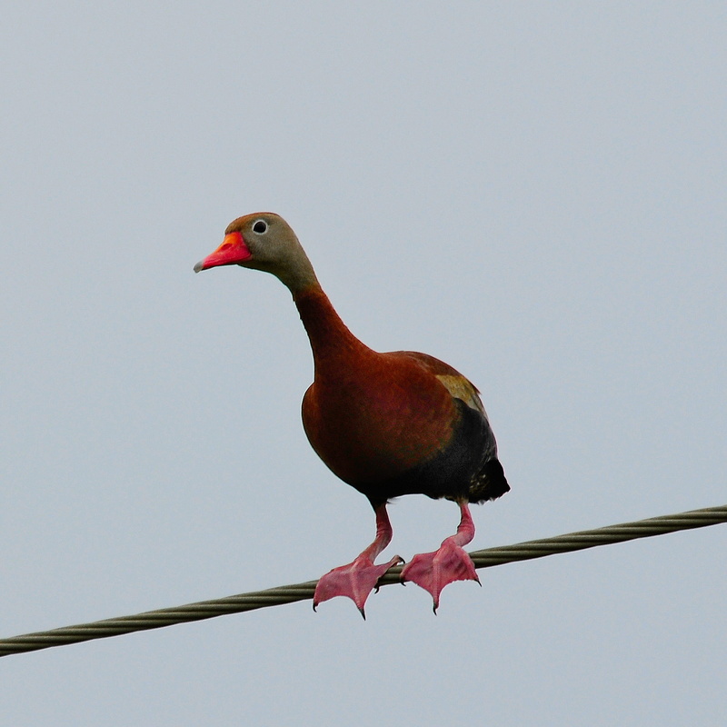 fowl, animal wildlife, animal themes, animals in the wild, day, Black Bellied Whistling Duck, feathered, wildlife, vertebrate, outdoor, red, no people