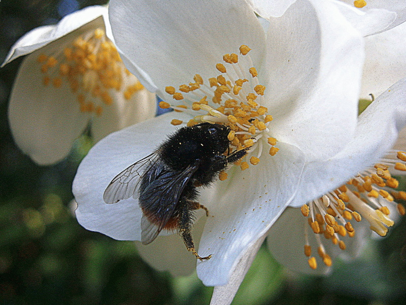 bloom, sepals, close-up, early summer, people, hymenoptera, flowering plant, animals in the wild, beauty in nature, drones, hair, flower, bombus, hummel