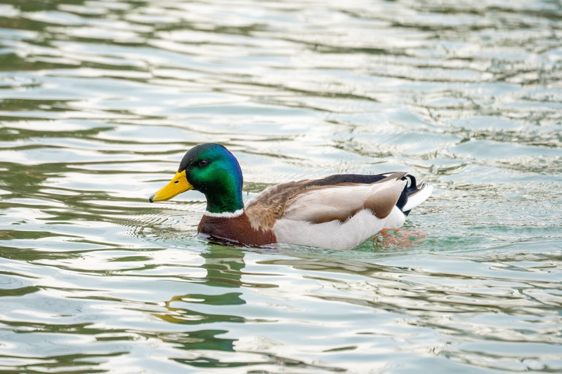 swimming, nature, anseriformes, duck, animal wildlife, poultry, male animal, ardeidae, egret, teal, vertebrate, no people, lifejacket, zoo, bird, fowl