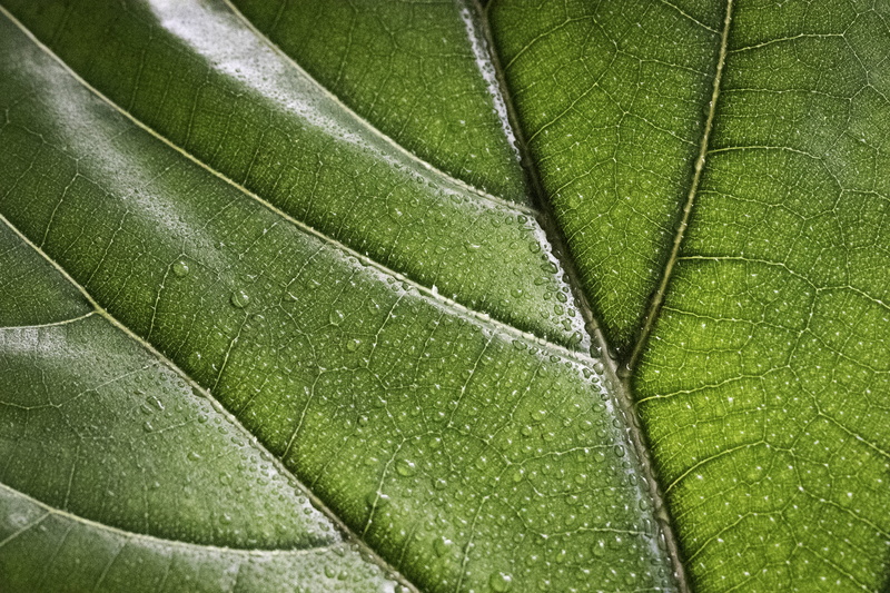 growth, beauty in nature, water drops, green color, 4K, day, textured, water, drop, green, natural pattern, detail, animal, leaf vein, no people, tree