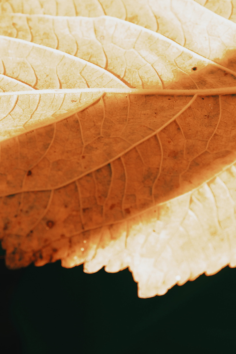 necktie, dragonfly, change, natural condition, beauty in nature, outdoors, invertebrate, nature, accessories, leaf, day, plant part, autumn, animal, maple leaf