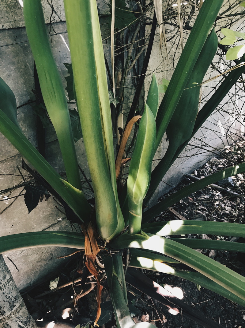 growth, close-up, outdoors, field, flower, anole, green, aloe vera plant, cactus, aloe, tobacco, fruit, antelope, nature, plant, freshness, plant part