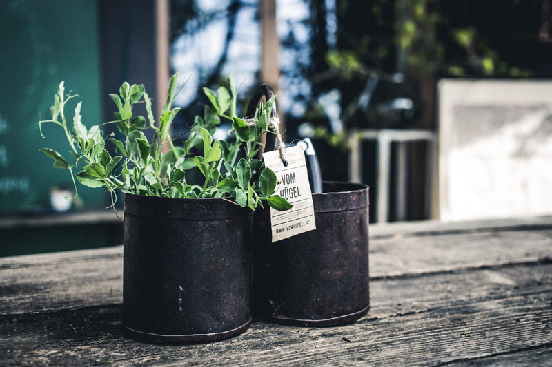 food and drink, container, animal, 5K, day, wood - material, no people, vase, leaf, invertebrate, gardening, potted plant, focus on foreground, jar, plant part