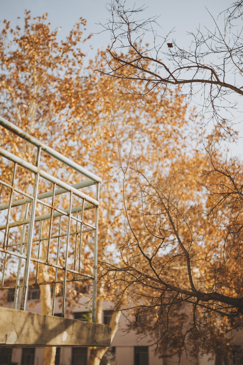 roller coaster, sunlight, maple, railing, nature, growth, architecture, theme park, outdoors, change, grass, focus, amusement park, urban, branch, tree