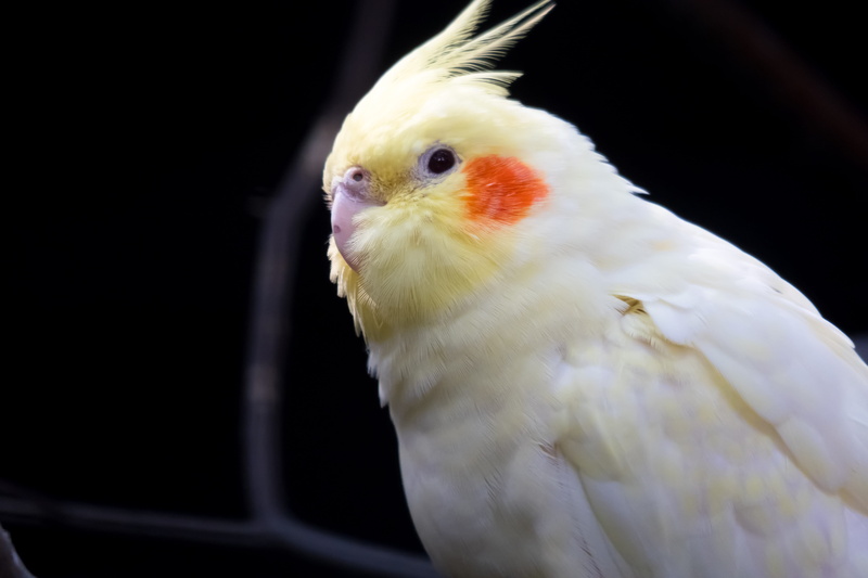 nature, domestic, vertebrate, view, black background, zoo, animals in the wild, vigilant, animal eye, parrot, white color, animal themes, animal, cockatiel