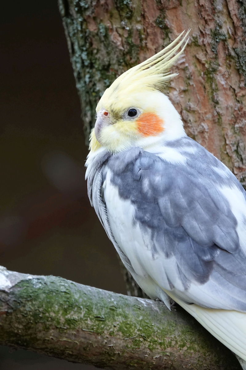 parrot, animal wildlife, grey, animal world, animals in the wild, federtier, animal, animal themes, parakeet, tree trunk, spring bonnet, focus on foreground