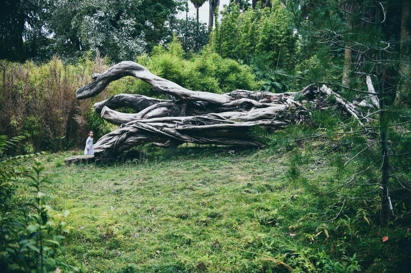 5K, person, human, no people, root, field, nature, ground, land, moss, trunk, forest, wood, animal, tree trunk, wood - material, bird, timber, stem, growth