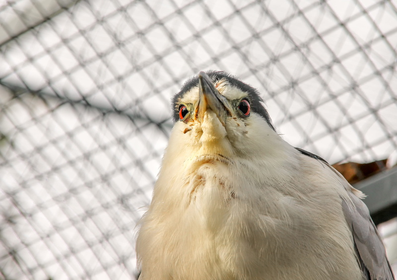 birdcage, animal head, bird, grid, beak, animals in the wild, morosely, strange, outdoors, white yellow, cage, parrot, plumage, red, animal wildlife, perching