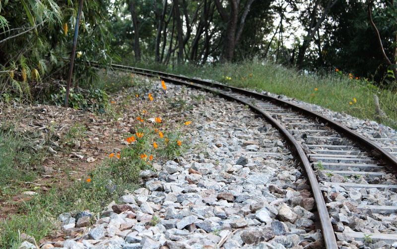growth, pathway, plant, stone - object, gravel, transportation, the way forward, long, tree, 5K, public transportation, no people, direction, iron, solid
