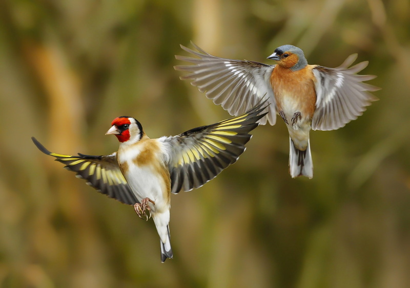 group of animals, close-up, outdoors, animals in the wild, mid-air, animal wildlife, flapping, day, flying, two animals, two, wings, beauty in nature, motion