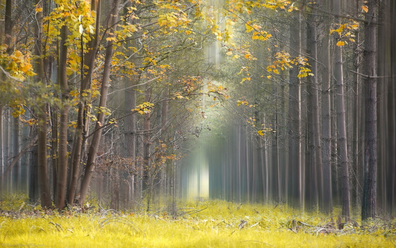 tranquility, autumn, path, land, no people, tree trunk, yellow, forest, coniferous tree, leaves, outdoors, pine tree, plant, change, tree, trees, scenics - nature