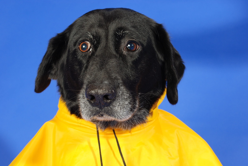 rain, adorable, retriever, animal, animal head, one animal, labrador, blue background, labrador retriever, adult, close-up, dog, showing, cute, top, pets