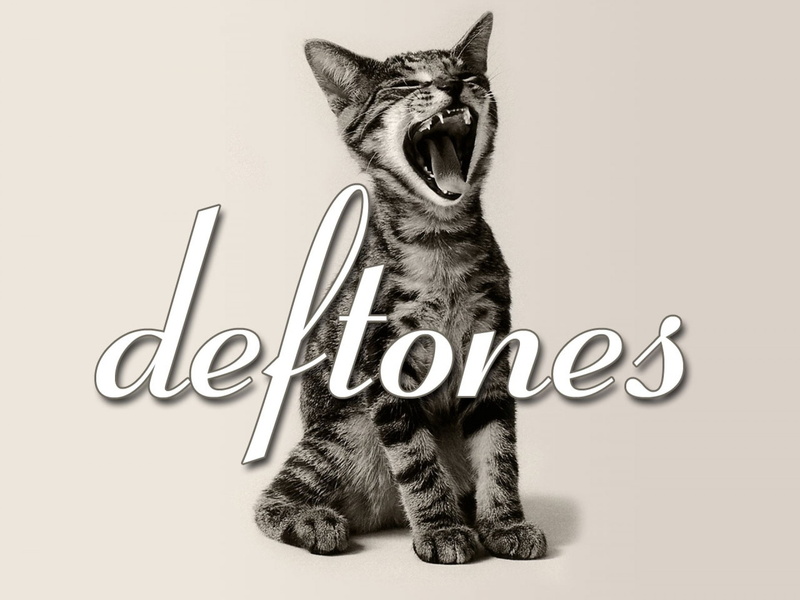 kitten, deftones, metal, cat, rock, 1080P, heavy, alternative, experimental, nu-metal, hard