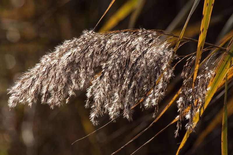 reed, tranquility, close-up, crop, dried plant, long dust threads, agriculture, outdoors, brown, poaceae, land, marsh plant, dry, cereal plant, 4K, selective focus