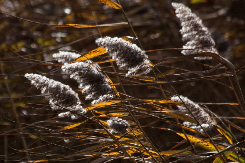 plant, close-up, animal themes, growth, long dust threads, land, autumn, animals in the wild, nature, snow, cold temperature, fragility, Grass, twig, tree