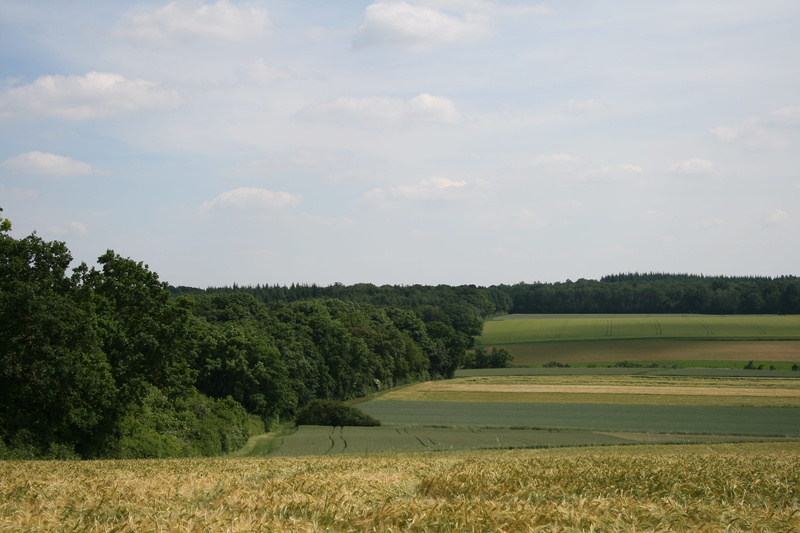 green color, outdoors, land, bee, cereals, idyllic, cloud - sky, grass, Landscape, tranquility, agriculture, meadow, arable, Field, tree, tranquil scene