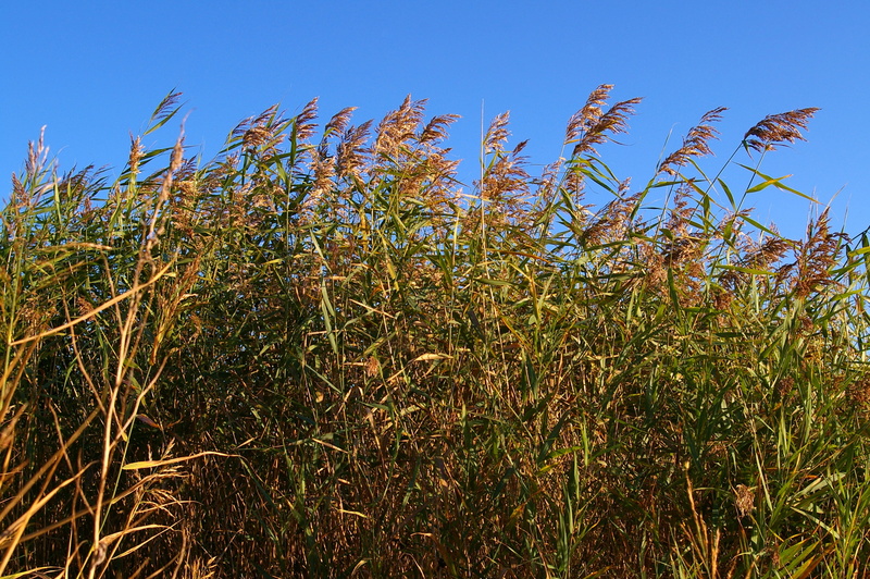 relax, Water, romantic, at the lake, Reed, idyllic, agriculture, summer, walk, waters, tranquility, rural scene, cereal plant, Lake, no people, blue, clear sky