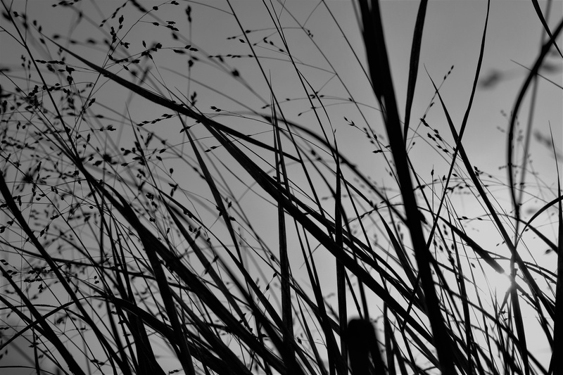 sky, bare tree, beauty in nature, Nature, mood, 5K, tranquility, non-urban scene, plant, day, summer, Back Light, no people, full frame, outdoors, background
