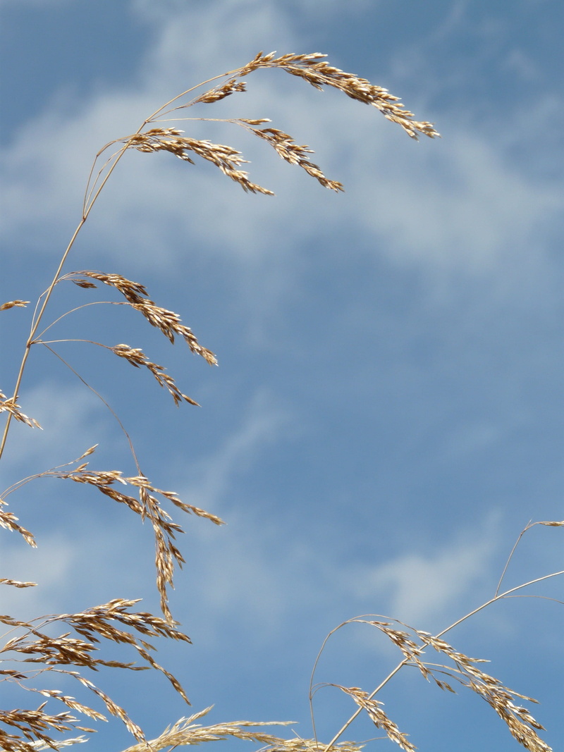 outdoors, 2K, leaf, Wind, tranquility, no people, nature, day, cloud - sky, growth, Blow, low angle view, flat meadowgrass, plant, licorice, Dry, Flutter