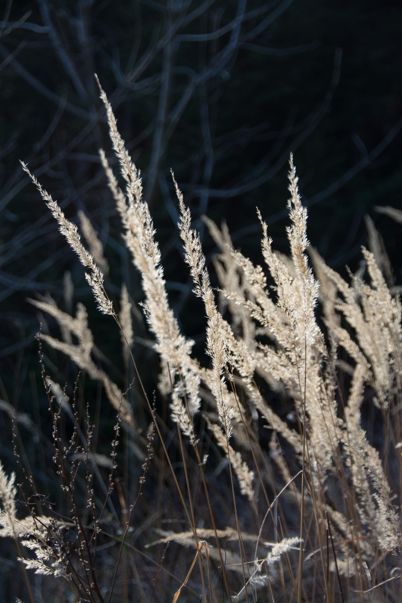 winter, grasses, bluegrass, tranquility, close-up, focus on foreground, day, dead plant, no people, plant, frozen, backlighting, beauty in nature, 5K