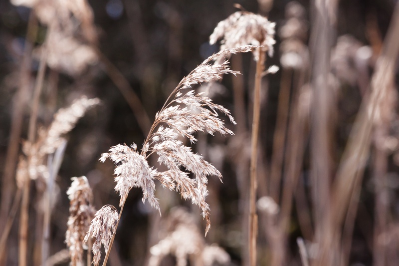 poaceae, season, phragmites australis, flora, growth, cold temperature, vulnerability, back light, fragility, agriculture, bluegrass, stalk, dry, long dust threads