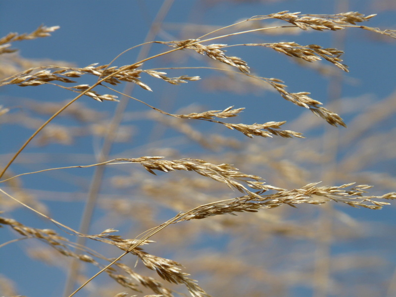 rural scene, plant stem, crop, seeds, landscape, tranquility, focus on foreground, compressed meadowgrass, licorice, 2K, bluegrass, sunlight, outdoors