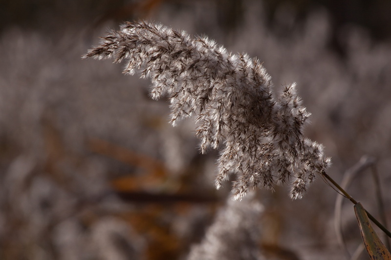 cold temperature, selective focus, day, flora, plant, autumn, softness, focus on foreground, pine woodland, poaceae, no people, marsh plant, snow, reed