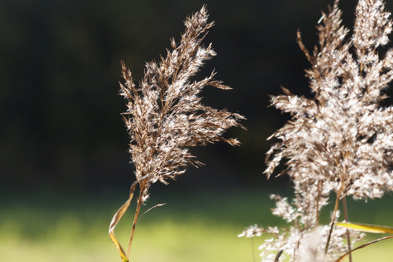 freshness, branch, tree, beauty in nature, growth, no people, food and drink, phragmites australis, food, nature, focus on foreground, back light, flora